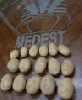 potatoes from MEDEST FOR IMPORT AND EXPORT, ABU DHABI, EGYPT