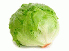 Lettuce_Iceberg