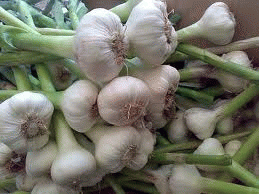 Garlic